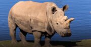 San Diego Zoo Rhinoceros.jpg