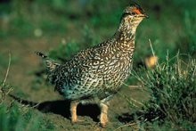 Tympanuchus Phasianellus.png