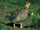 Sharp-Tailed Grouse