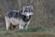 Wolf, Northwestern