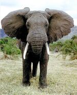 Raleigh the East African Bush Elephant (Bill Murray)