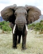 East African Bush Elephant