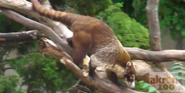 Akron Zoo Coati
