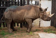 Black Rhinoceros as raquel