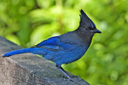 Steller's Jay as Alexornis