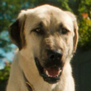 Butch Cats And Dogs The Parody Wiki Fandom