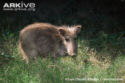 Chacoan-peccary.jpg