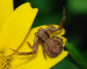Crab Spider.jpeg