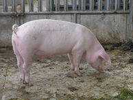 Domestic Pig.jpg