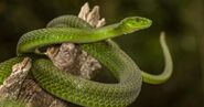 Eastern Green Mamba in Kenya