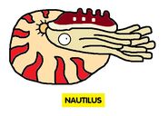 Emmett's ABC Book Nautilus