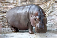 Hippopotamus as Classmate #2