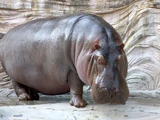 Hippopotamus