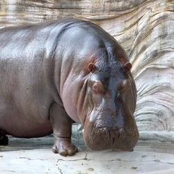 Category Hippos The Parody Wiki Fandom
