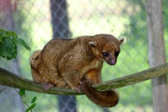 Kinkajou (V2)