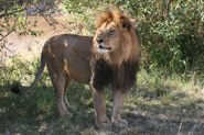 Masai Lion as Smilodon fatalis