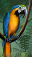 Blue and Gold Macaw