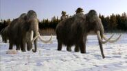 Woolly Mammoths as Elephants