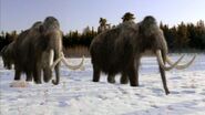 Wooly Mammoth as Fallow Deer