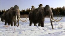 Mammoth, Wooly.jpg