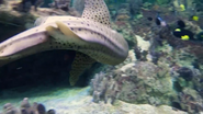 Pittsburgh Zoo Zebra Shark