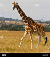 Reticulated Giraffe in Kenya