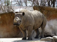 Rhinoceros, Eastern Black.jpg (542 KB) Eastern Black Rhinoceros as Woog