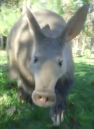 San Diego Zoo Aardvark.png (646 KB) Aardvark