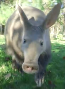 San Diego Zoo Aardvark