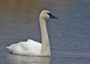 Swan, Trumpeter