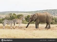 Two Zebras and One Elephant.jpg (276 KB)