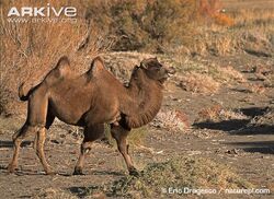 Wild-Bactrian-camel-walking.jpg