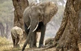 Zimbabwe-elephant 3245400b.jpg (108 KB)