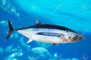 10742756-albacore-tuna-fish-thunnus-alalunga-underwater-ocean.jpg