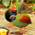 Crested Partridge as Elephant Bird