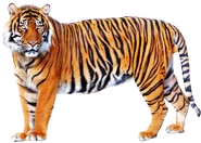Animal Face-Off Bengal Tiger.png (963 KB) Bengal Tiger