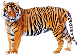 List of Species in Animal Face Off | The Parody Wiki | Fandom List of Species in Animal Face Off | The Parody Wiki | Fandom