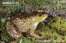 Bullfrog, American.jpg
