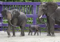 Disney Elephants.jpg (311 KB)
