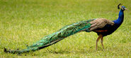 Indian Peafowl