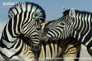 Male and female Burchell's zebras