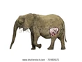 Stock-photo-african-elephant-pregnant-digital-illustration-759826171.jpg (22 KB)