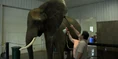 Wilstem Ranch Elephant.png (1.72 MB)