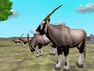 Gemsbok