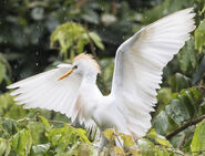 Another Western Cattle Egret