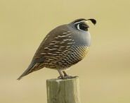 California Quail as Quail