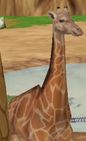 South African Giraffe