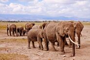 Herd of East African Bush Elephants