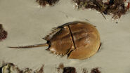 Horseshoe Crab as Wimpod