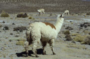 Huacaya Alpaca.jpg
